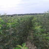 Pepiniere fructe tufișuri măr pomi prune cires Polonia
