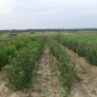 Pepiniere fructe tufișuri măr pomi prune cires Polonia